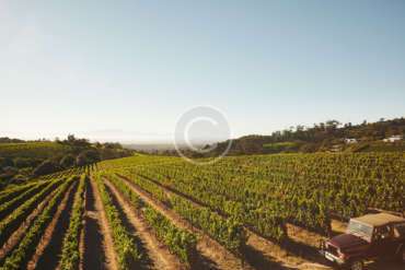 How to Grow Your Vineyard