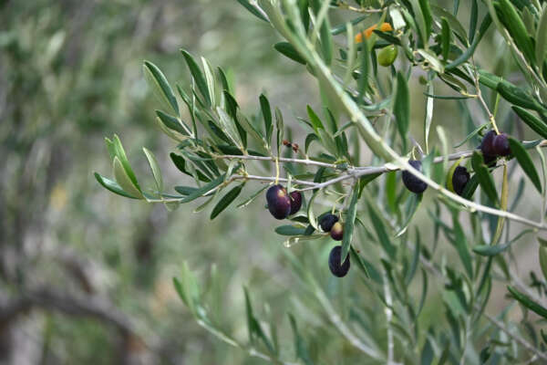 SANGRE DE MARCIANO - ACEITE DE OLIVA - Imagen 2