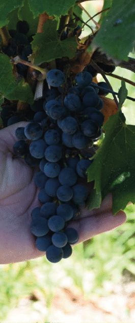 FINCA MEDIA LUNA MALBEC 2023
