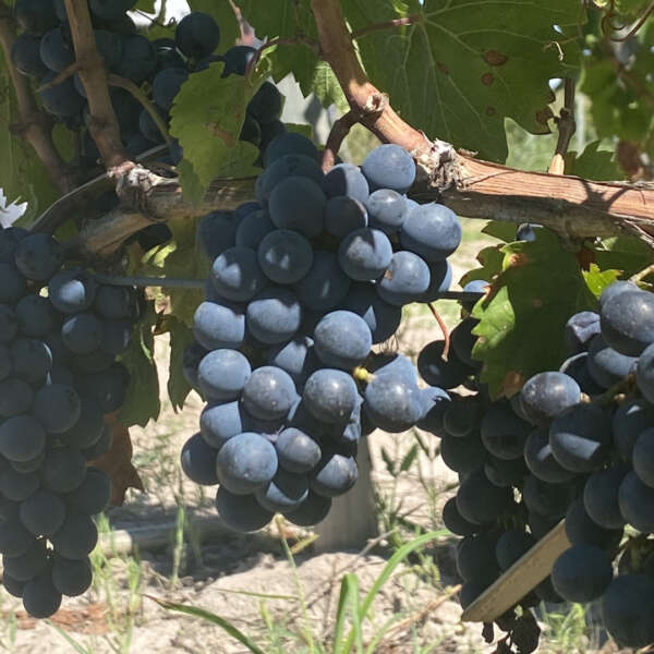 FINCA MEDIA LUNA MALBEC 2025